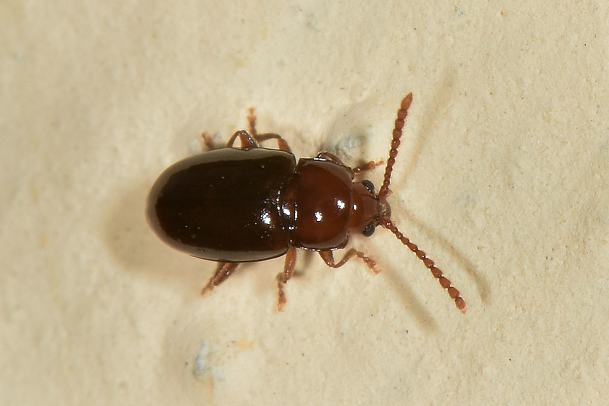 Chrysomelidae? S, Alticini, Orestia kraatzi